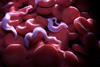 Trypanosoma brucei on red blood cells