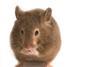 obese_mouse