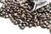 Castor oil seeds – ricinus communis