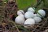 Greater Ani eggs