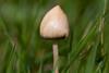 Liberty-cap-psilocybin_BHW50N_alamy_300