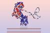 A picture of Streptococcus gordonii