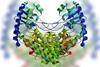 Organophosphorus Acid Anhydrolase