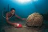 A diver spraying cyanide solution into a reef in order to stun tropical fish for capture and sale