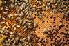 bees in the hive