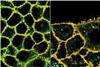 24 hour labelling of MDCK (left) and HeLa (right) cells