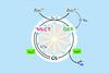 Mechanism and application of the green-LED driven source of hydrated electrons e􀀀aq .