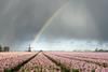 Rainbow over a field of flowers