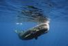 Sperm whale