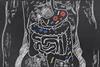 Drawing of intestines on a chalk board