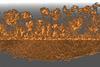 An image showing Ag dendrite self-assembly