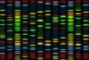 Example of DNA fingerprinting, 10 individuals are tested for 6 loci