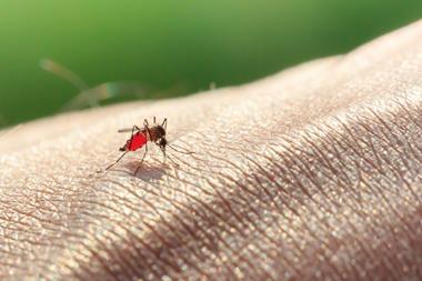 Aedes mosquito (Aedes albopictus) sucking blood on a human arm