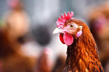 Close up of a chicken outside