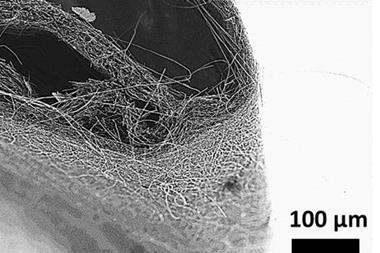 Microscope image