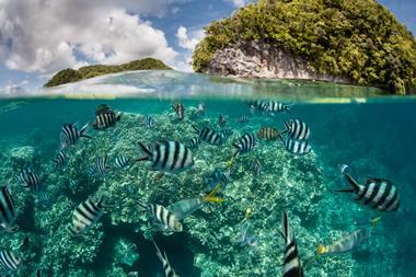 Damselfish swim in shallow water in Palau's inner lagoon. Palau is known for its beautiful rock islands, prolific marine life, and world class scuba diving and snorkeling.