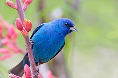 passerina_cyanea