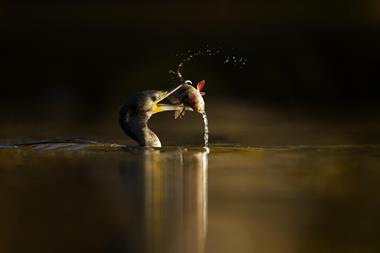 Cormorant with perch