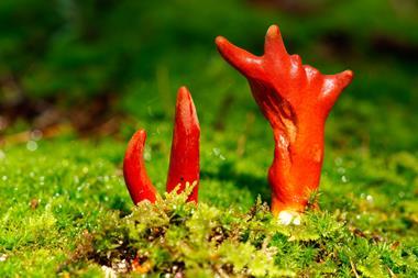 An image showing the fungus Podostroma Cornu-Damae