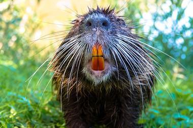 Beaver teeth