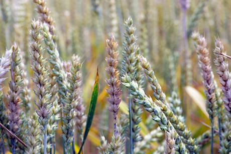 Diseased ears of wheat