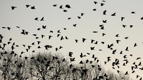 Crows flying over trees