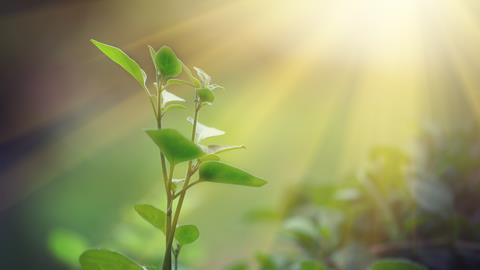 Light shining on a green sprout 