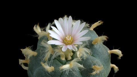 Lophophora williamsii cactus with flower