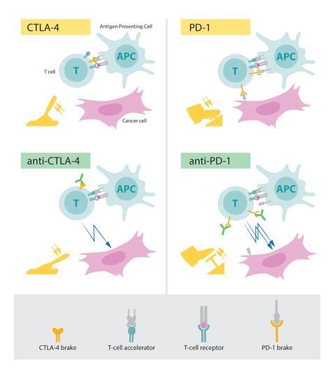 Checkpoint protein diagram