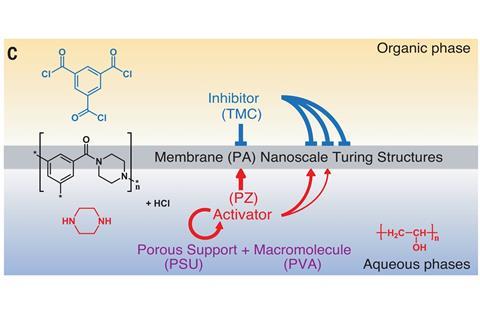 Schematic illustration of interfacial polymerization Turing system. The inhibitor (TMC) is dissolved in the organic phase (top), and the activator (PZ) and the macromolecule (PVA) are dissolved in the aqueous phases (bottom). The membrane (PA) with nanosc