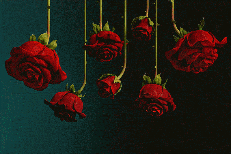 Roses lighting up